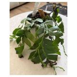 Epiphyllum Shark Fin Live Plant in White Ceramic Pot Distressed