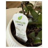 Epiphyllum Shark Fin Live Plant in White Ceramic Pot Distressed