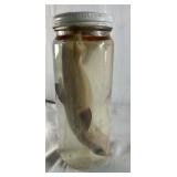 Preserved Shark Specimen in Glass Jar