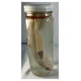 Preserved Shark Specimen in Glass Jar