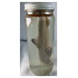 Preserved Shark Specimen in Glass Jar