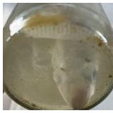 Preserved Shark Specimen in Glass Jar