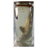Preserved Shark Specimen in Glass Jar