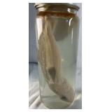 Preserved Shark Specimen in Glass Jar