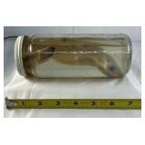 Preserved Shark Specimen in Glass Jar