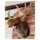 Vintage Taxidermy Moose Shoulder Mount Large Antlers Wall Decor