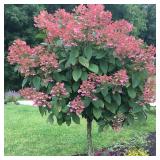 Quick Fire hydrangea  - about 5 ft Tall In nursery Pot