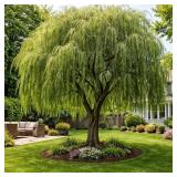 Willow Tree
