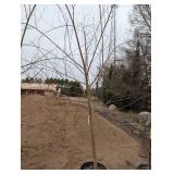 Willow Tree