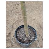 Willow Tree