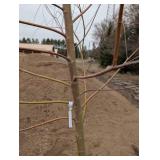 Willow Tree