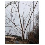 Willow Tree