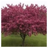 Ruby Tears Crabapple Malus 