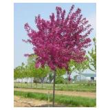 Malus Red Barron Crab-pink Crabapple Tree