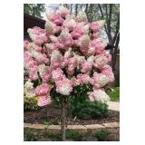 First Editions Vanilla Strawberry Hydrangea Tree Form - Panicle Hydrangea
