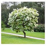 Japanese Tree Lilac Syringa reticulata