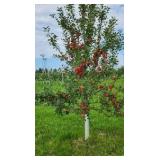 State Fair Apple Tree (Malus 