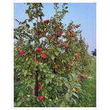 Zestar Apple Tree - Malus 