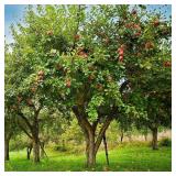 Haralson Apple Trees - Malus 