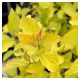Neon Burst Dogwood shrub