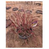 Neon Burst Dogwood