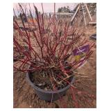 Neon Burst Dogwood