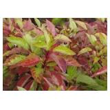 Red Twig Dogwood - Ornamental Shrub in Pot