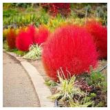 Red Twig Dogwood
