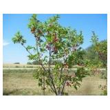 Toka Plum Tree