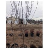 Toka Plum Tree