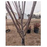 Toka Plum Tree