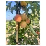 Centennial Crabapple Sapling (qty 1)
