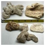 Natural Coral Specimens Lot of 20+ Ocean Coral Pieces Mixed Stone Rock Collection