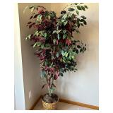 Ficus Benjamina Tricolor Indoor Tree - Wicker Basket
