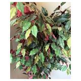 Ficus Benjamina Tricolor Indoor Tree - Wicker Basket