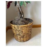 Ficus Benjamina Tricolor Indoor Tree - Wicker Basket