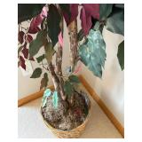 Ficus Benjamina Tricolor Indoor Tree - Wicker Basket
