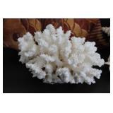Fish, Shell & Coral