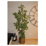 Ficus Tree