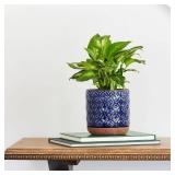 Griffy Small 2 qt Blue Ceramic Indoor Pot (Pack of