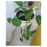 Philadendron in a pot...