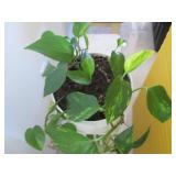 Philadendron in a pot...