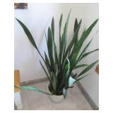 Large potted plant...