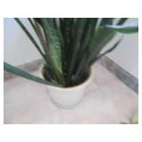 Large potted plant...