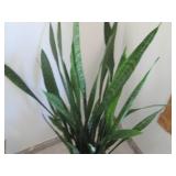 Large potted plant...