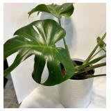 Live Monstera deliciosa Swiss Cheese Plant in White Ribbed Pot