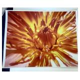 Group of 15 Modern Frameable Photographs