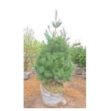 White Pine - 6
