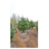 White Pine - 6