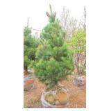 White Pine - 6